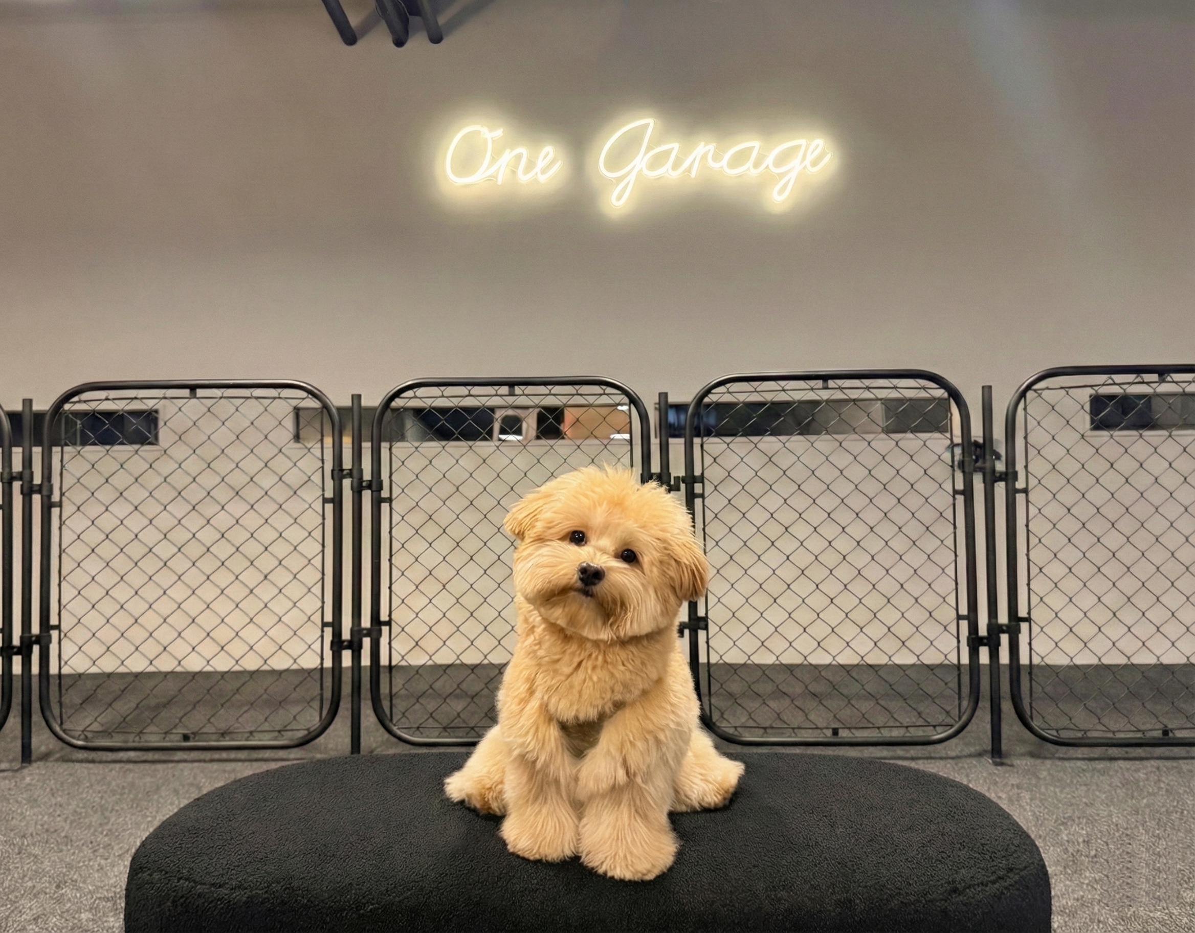 One Garage ドッグラン